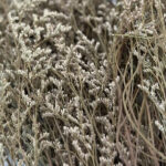 Natural Dried Caspia Flowers for Home Decoration
