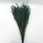 Natural Dried Caspia Flowers for Home Decoration