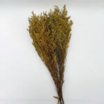 Natural Dried Caspia Flowers for Home Decoration