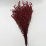 Natural Dried Caspia Flowers for Home Decoration