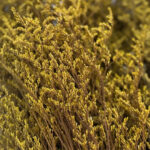 Natural Dried Caspia Flowers for Home Decoration