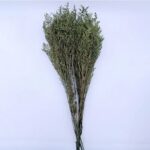 Natural Dried Caspia Flowers for Home Decoration - Image 18