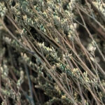 Natural Dried Caspia Flowers for Home Decoration - Image 19