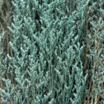 Natural Dried Caspia Flowers for Home Decoration