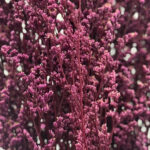 Natural Dried Caspia Flowers for Home Decoration