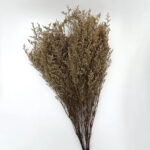 Natural Dried Caspia Flowers for Home Decoration