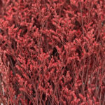 Natural Dried Caspia Flowers for Home Decoration