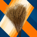 Natural Dried Caspia Flowers for Home Decoration