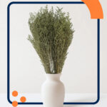 Natural Dried Caspia Flowers for Home Decoration