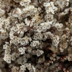 natural dried crystal grass bouquet real flowers