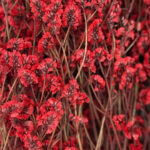 natural dried crystal grass bouquet real flowers