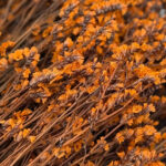 natural dried crystal grass bouquet real flowers