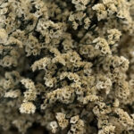 natural dried crystal grass bouquet real flowers