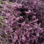 natural dried crystal grass bouquet real flowers