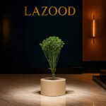 Natural Dried Flowers