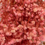 Natural Dried Flowers