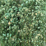 Natural Dried Flowers