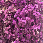 Natural Dried Flowers