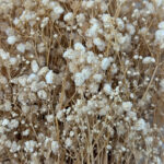 Natural Dried Flowers