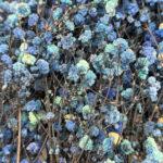 Natural Dried Flowers