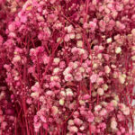 Natural Dried Flowers