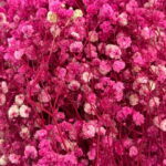 Natural Dried Flowers