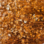 Natural Dried Flowers