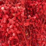 Natural Dried Flowers