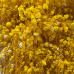 Natural Dried Flowers