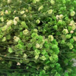 Natural Dried Flowers