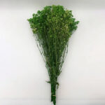 Natural Dried Flowers