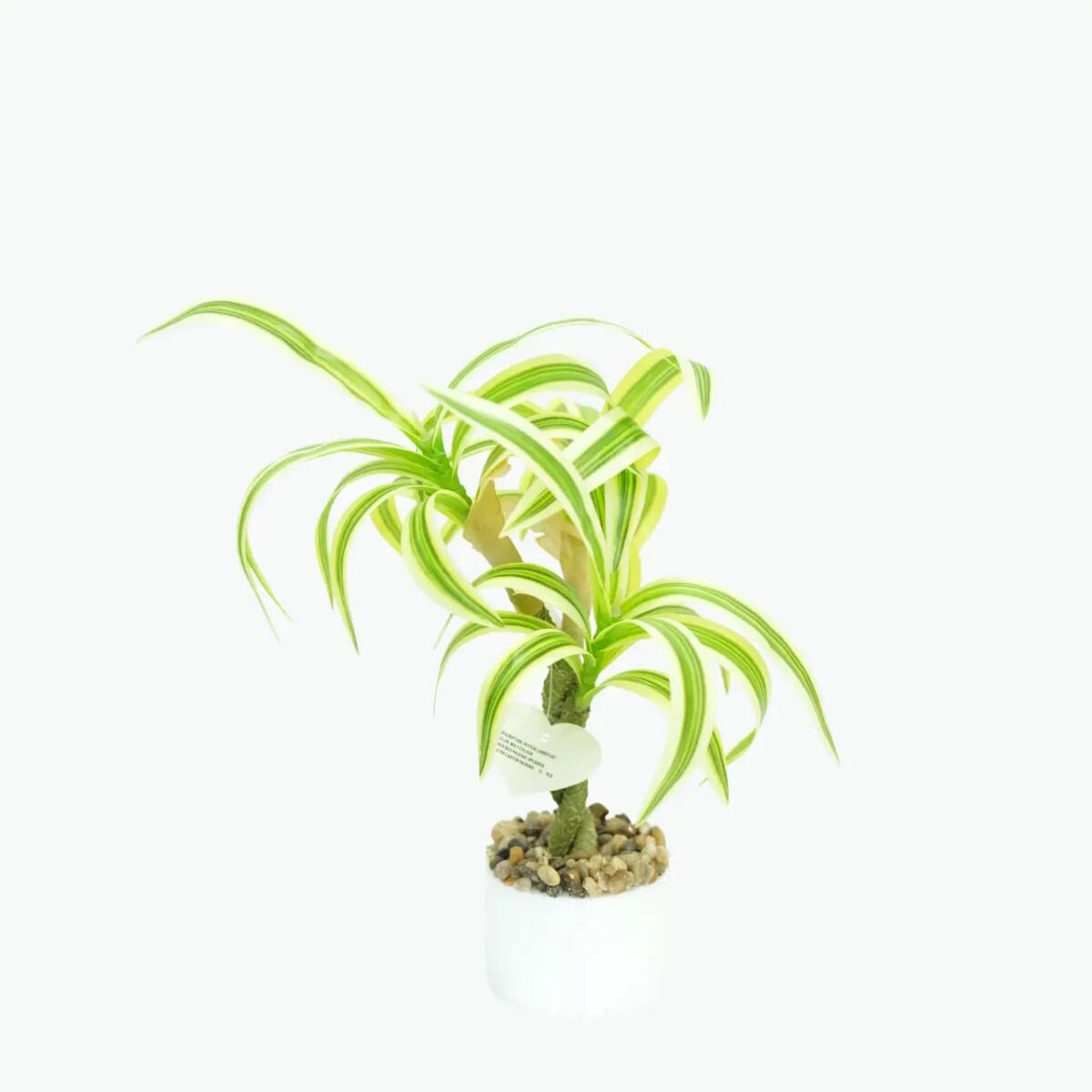 نبات دراسينا فاريجاتا اصطناعي