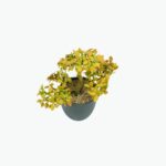 Large Faux Floor Plant in Basket